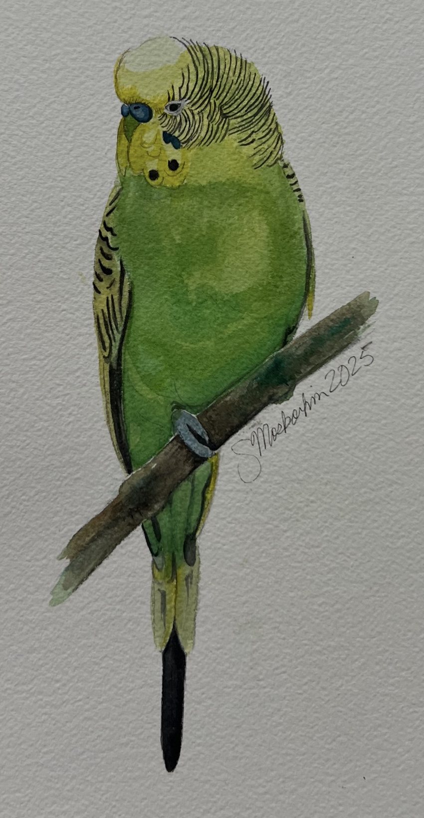 Watercolor of a green budgie on a branch