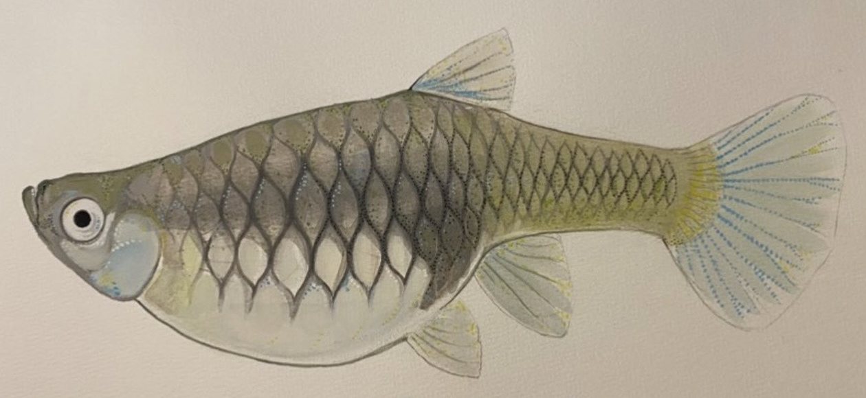 Detailed painting of a silver-green fish